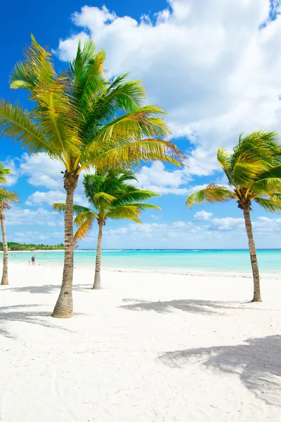 Strand met palmbomen en zee — Stockfoto