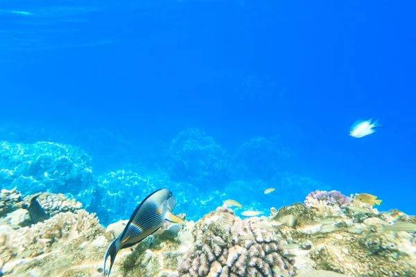 Tranquille scène sous-marine — Photo