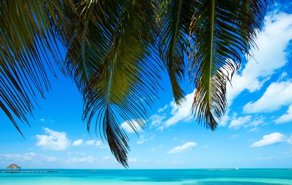 Håndflategren mot vakker strand – stockfoto