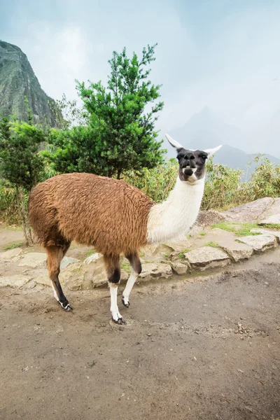 Schattig lama in Peru — Stockfoto