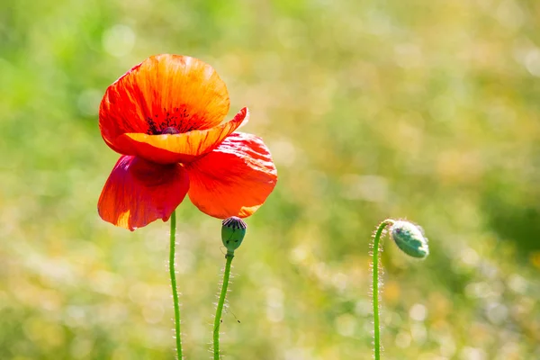 Veld van papaverbloemen — Stockfoto