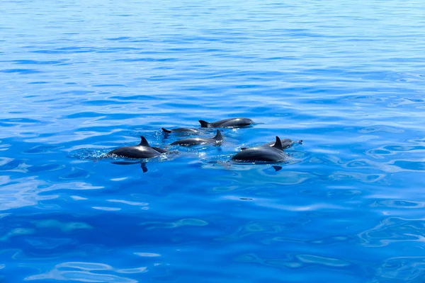 Glada delfiner i vatten — Stockfoto
