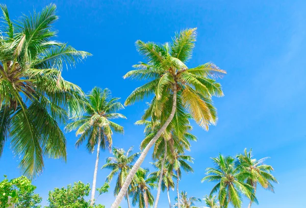 Schöne Palmen — Stockfoto