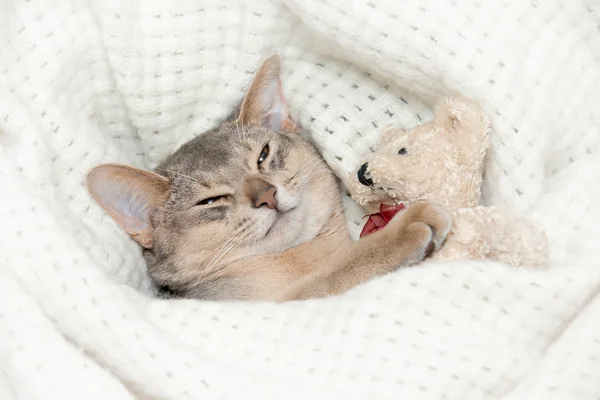 かわいい小さな子猫が眠って — ストック写真