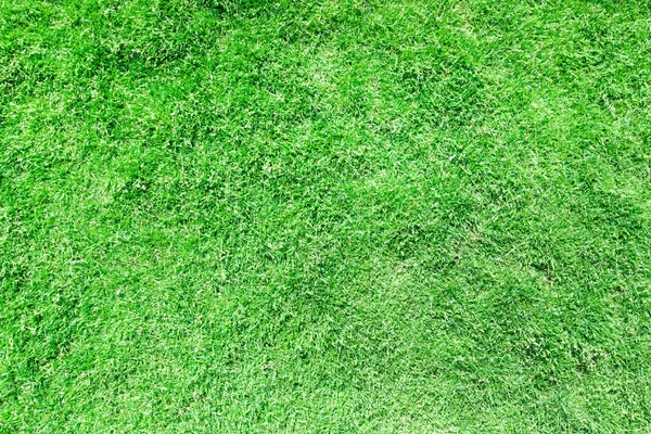 Textura de grama de um campo — Fotografia de Stock