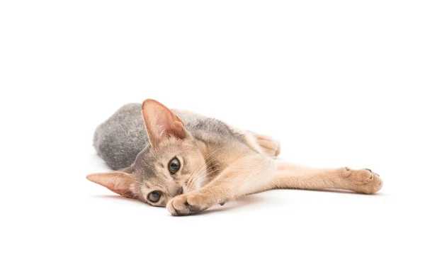 Gatinho abissínio bonito — Fotografia de Stock