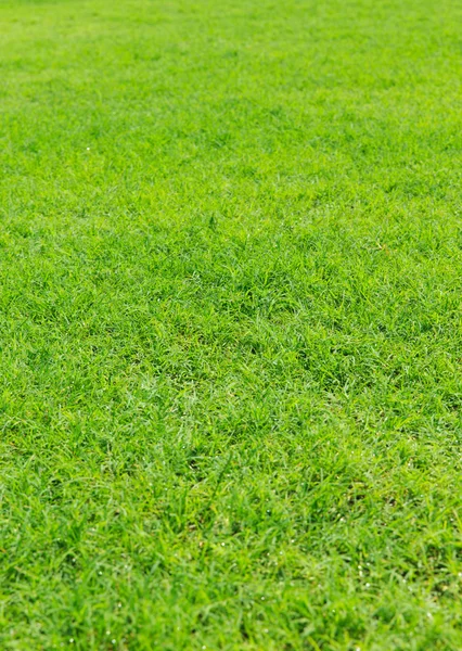 Gras textuur van een veld — Stockfoto