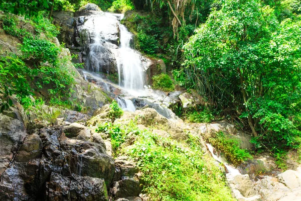 Jungle forest. Tropical trees in Asia. — Stock Photo, Image