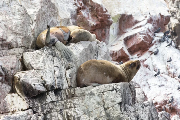 Leones marinos luchando por la roca — Foto de Stock