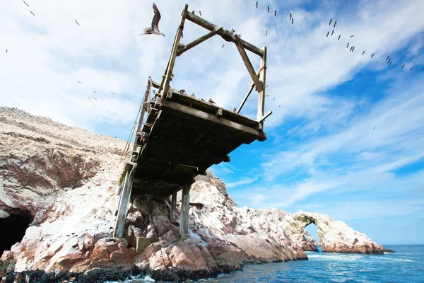 Madarak a sziklák a sziget Ballestas — Stock Fotó