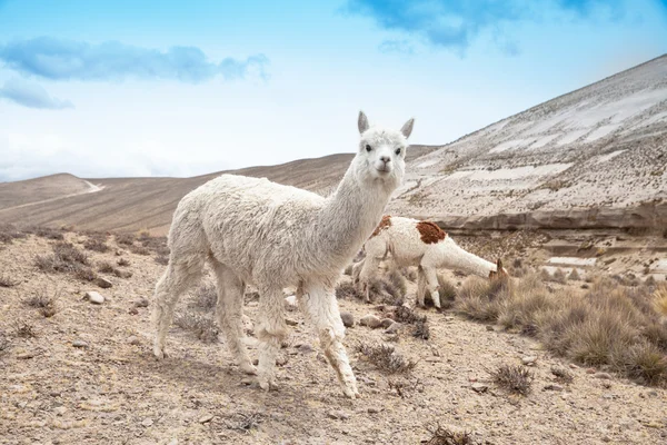 Groep van schattige Lamas — Stockfoto