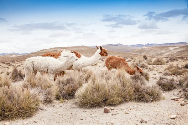 Група милих лама — стокове фото