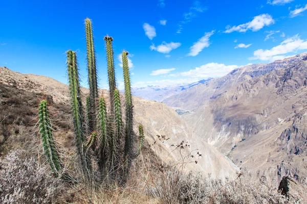 Cactus en los Andes peruanos —  Fotos de Stock