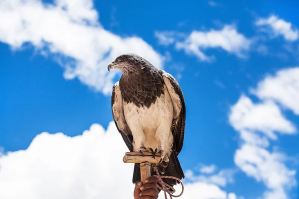 Прекрасный гордый орел — стоковое фото