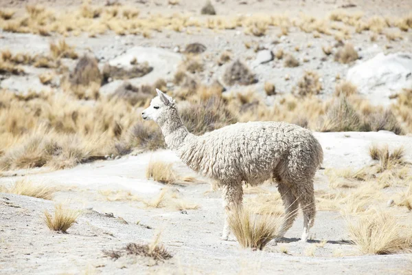Вид симпатичной ламы — стоковое фото