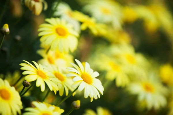 Yellow flowers in the garden — Stock Photo, Image