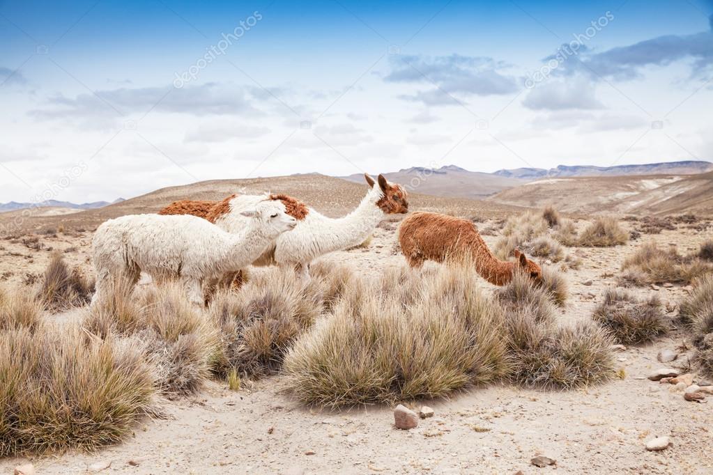 Group of cute llamas