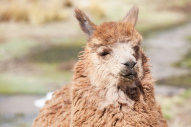 Peru şirin lama