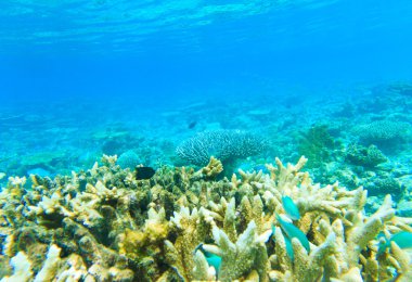 güzel bir sualtı sahne