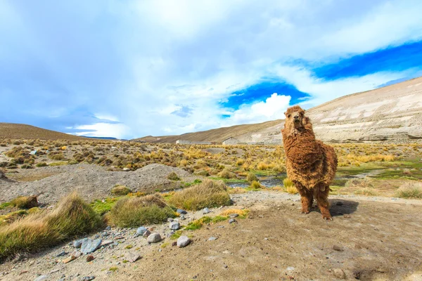 Roztomilý lama v Peru — Stock fotografie