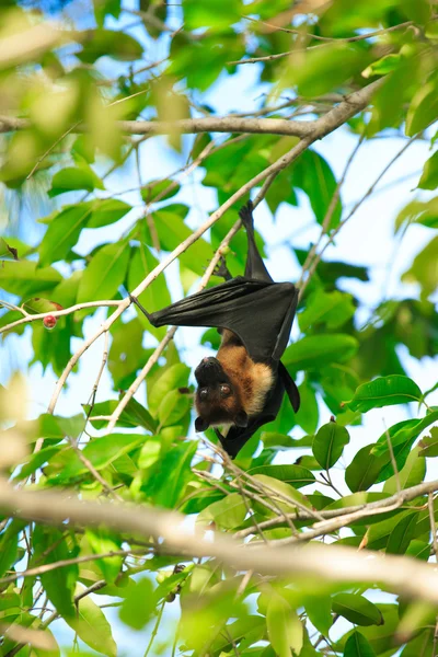 Murciélago colgando del árbol —  Fotos de Stock