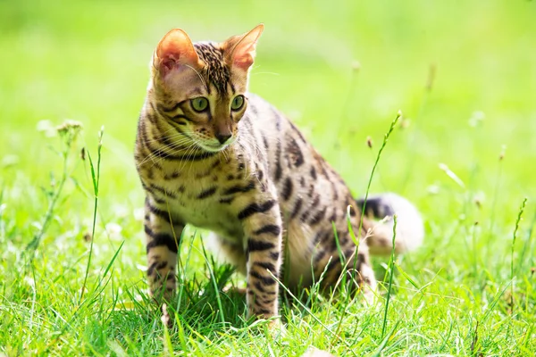 Cute cat on lawn — Stock Photo, Image