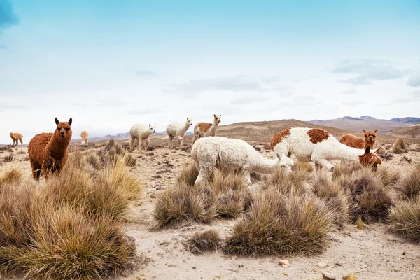 Lindos lamas en Perú — Foto de Stock