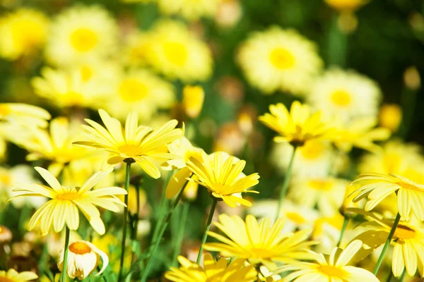 Hermosas flores amarillas — Foto de Stock