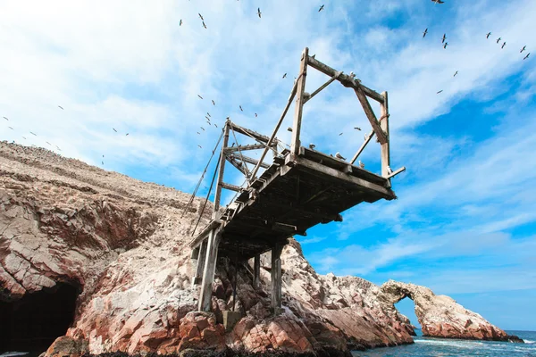 Ballestas 島の鳥 — ストック写真