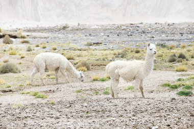 şirin lamas Peru