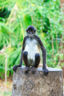 Ağaç örümcek maymun