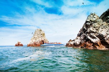Kuşlar Ballestas Island üzerinde