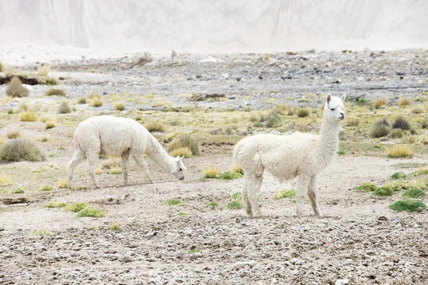 Schattig Lama's in Peru — Stockfoto