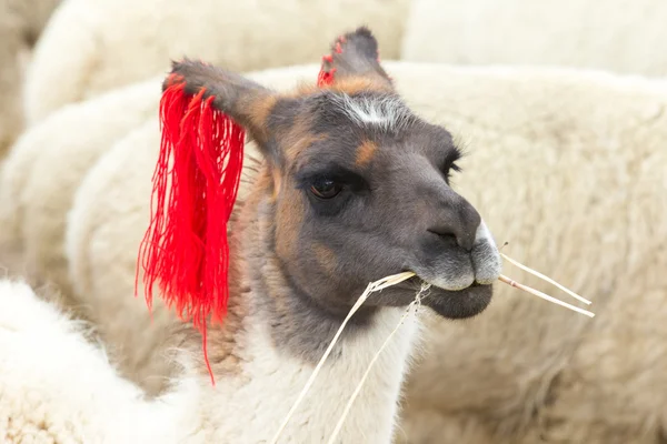 Lama bonito no Peru — Fotografia de Stock