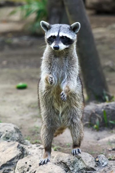 Raccoon sitting and staring — Stock Photo, Image