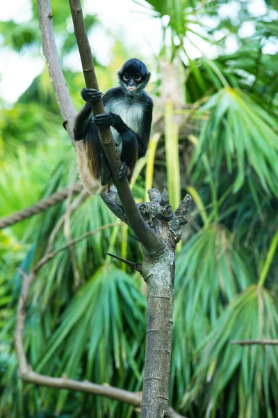 Singe araignée sur l'arbre — Photo