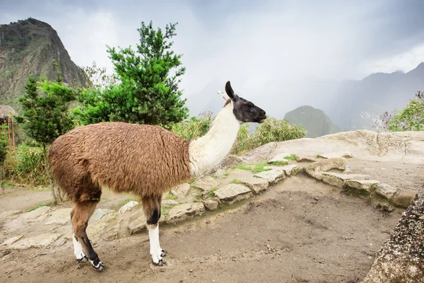 Lama carino in Perù — Foto Stock