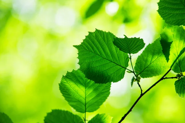 Зелене листя на гілці — стокове фото