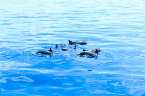 Happy dolphins in water — Stock Photo, Image