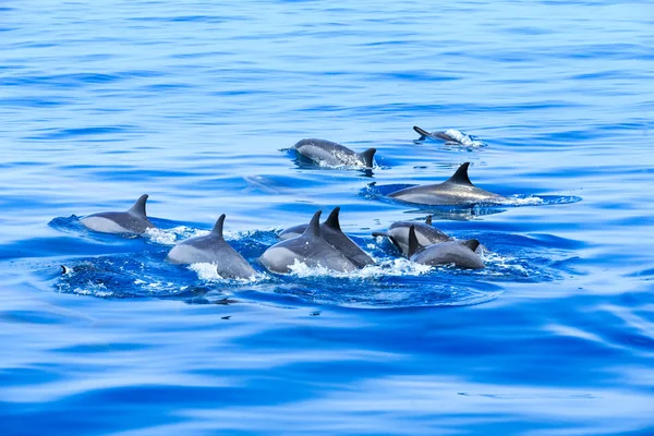 Šťastný delfíny ve vodě — Stock fotografie