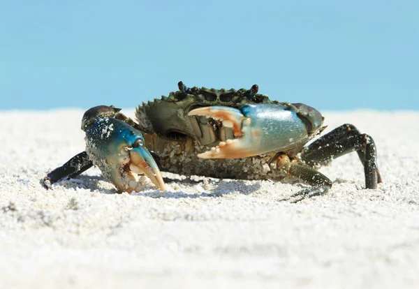 Краб на песчаном пляже — стоковое фото