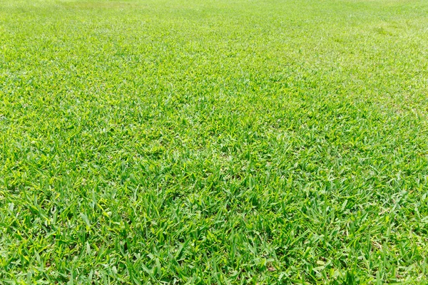 Green grass texture — Stock Photo, Image