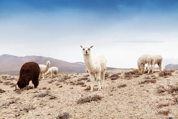 Lamas bonitos em Peru — Fotografia de Stock