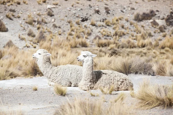 Aranyos lámák Peruban — Stock Fotó