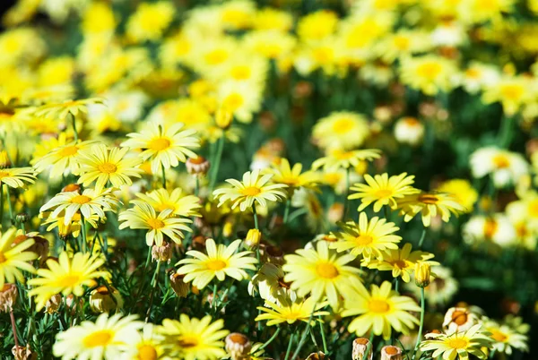 Красивые желтые цветы — стоковое фото