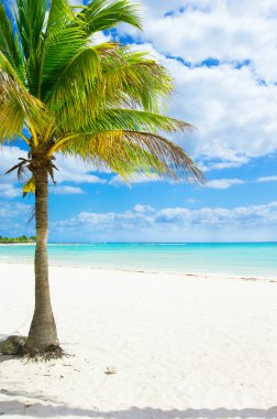 Palmiyeli tropik plaj
