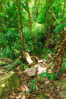 Asya'nın tropikal ağaçlar.