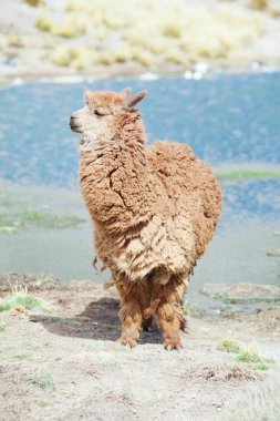 Andes şirin lama