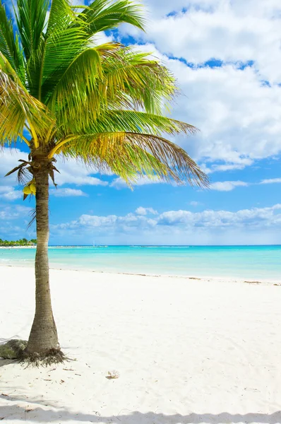 Palmiyeli tropik plaj