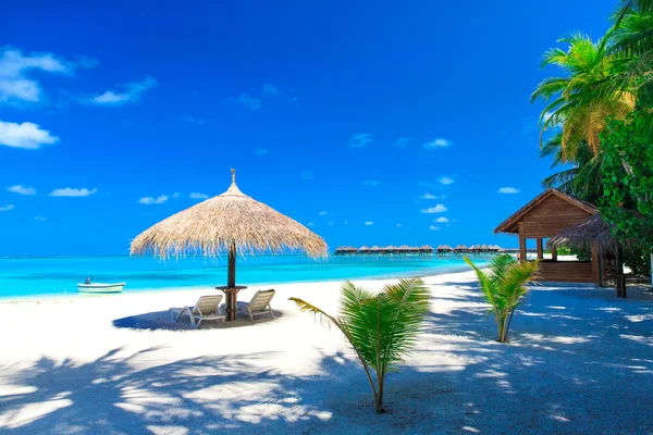 Strand met palmbomen, paraplu, stoelen — Stockfoto